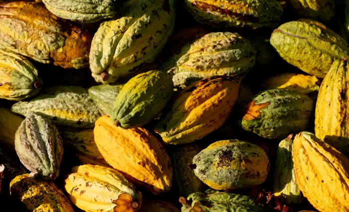 Μια εξαιρετικής απόδοσης μετοχή που είναι γλυκιά όσο ένα φλιτζάνι κακάο