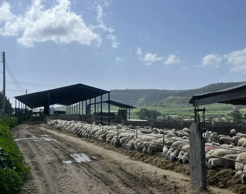 Αυστηρότερα μέτρα για τον αφθώδη πυρετό με νέο διάταγμα