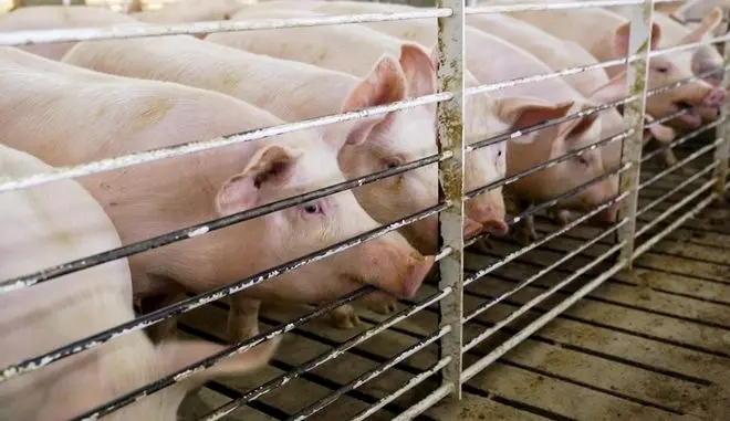 ΓΓ ΠΕΚ: «Αστραπιαία» η εξάπλωση του ιού - Δύσκολη η ανάσχεση