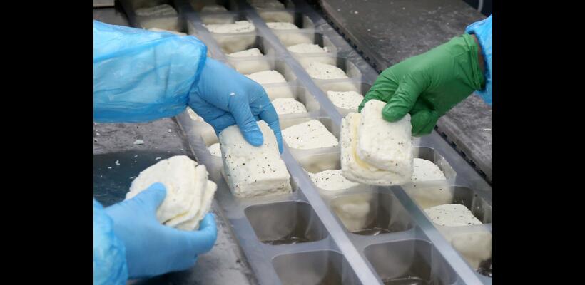 Αφθώδης πυρετός: Δεν διαφαίνεται άμεσο πρόβλημα στις εξαγωγές χαλλουμιού