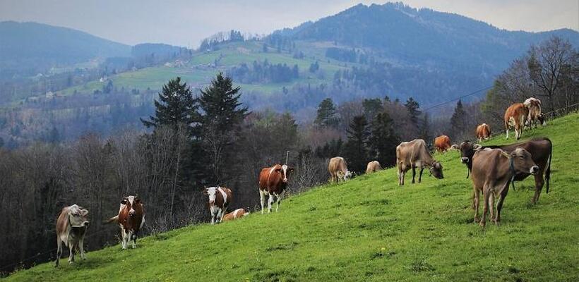 Ελλάδα: Επιβεβαιώθηκε κρούσμα αφθώδους πυρετού σε εκτροφή βοοειδών στη Λέσβο