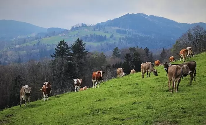 Ελλάδα: Επιβεβαιώθηκε κρούσμα αφθώδους πυρετού σε εκτροφή βοοειδών στη Λέσβο