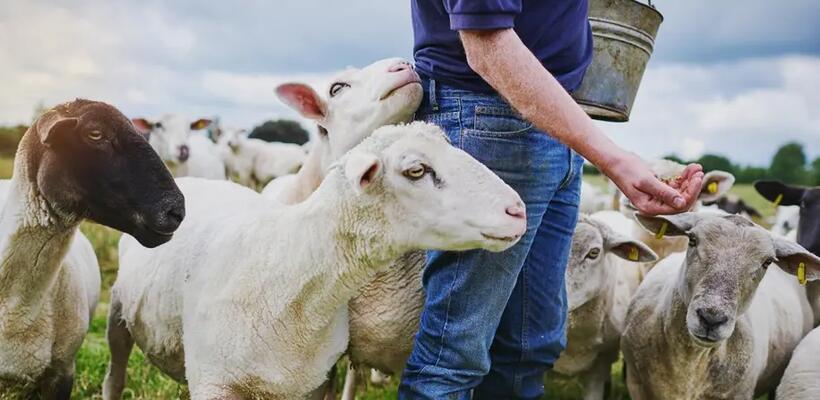 Αγροτικό Κίνημα: Προς τη σωστή κατεύθυνση τα μέτρα που εξαγγέλθηκαν από τον ΠτΔ για κτηνοτρόφους