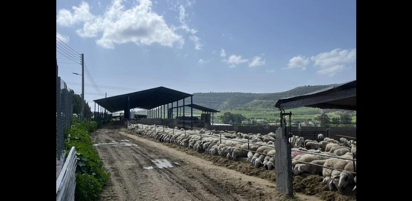 Αφθώδης πυρετός: Στα αυστηρά μέτρα ποντάρει το Υπουργείο Γεωργίας