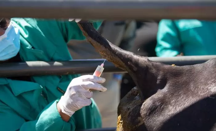 Ολοκληρώθηκαν οι εμβολιασμοί βοοειδών εντός της ζώνης των 3 χιλιομέτρων