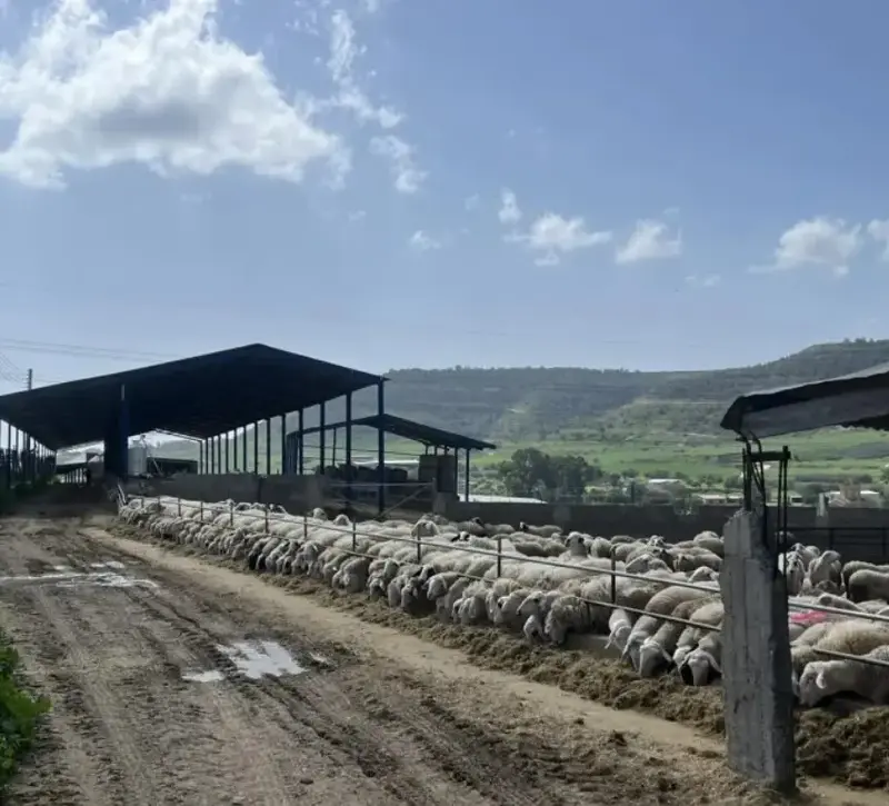 Καταγγελίες για πρόχειρη ταφή νεκρών ζώων στη Λάρνακα – Διαψεύδουν οι Κτηνιατρικές Υπηρεσίες