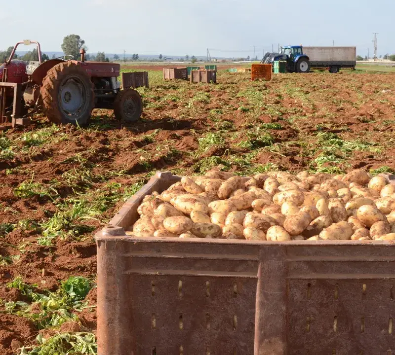 Πλήγμα για τους πατατοπαραγωγούς λόγω πολέμου και βροχοπτώσεων- Αυξάνεται το κόστος, καθυστερούν οι εξαγωγές