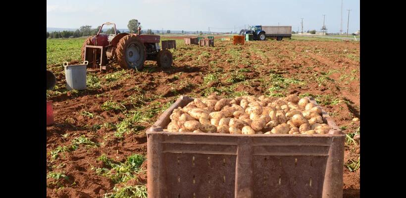 Πλήγμα για τους πατατοπαραγωγούς λόγω πολέμου και βροχοπτώσεων- Αυξάνεται το κόστος, καθυστερούν οι εξαγωγές
