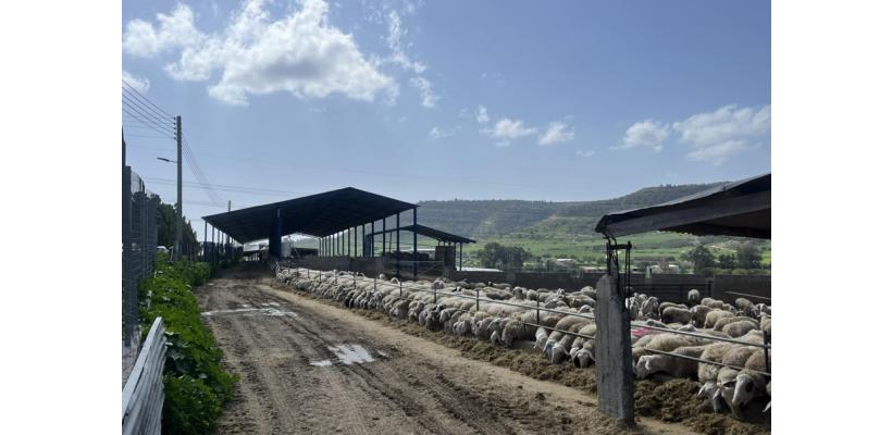 Αφθώδης πυρετός: Υπό διερεύνηση δύο νέες περιπτώσεις σε Πεντάκωμο και Αυγόρου