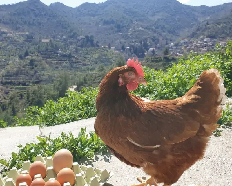 Αυξήθηκαν τα θηλυκά πουλερικά για αυγοπαραγωγή και τα αυγά το 2025 - Μεγάλη πτώση τον Φεβρουάριο 2026