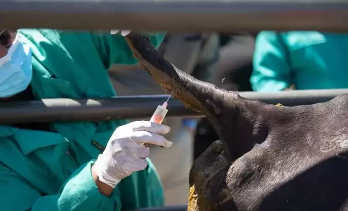 Έχουν θανατωθεί 1.300 αιγοπρόβατα - Εκκρεμεί η θανάτωση 2.700