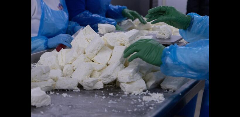 Επιστολή Συνδέσμου Τυροκόμων στα αρμόδια Υπουργεία για λήψη άμεσων και προληπτικών μέτρων για τον αφθώδη πυρετό