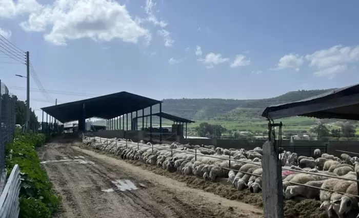 Άμεσες αποζημιώσεις για τα θανατωθέντα ζώα ζητούν οι κτηνοτρόφοι