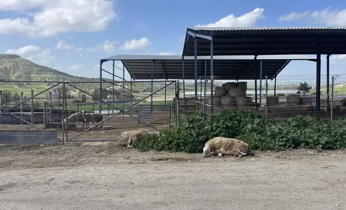 Διαβεβαιώσεις για το χαλλούμι - «Δεν τίθεται θέμα εμπάργκο»