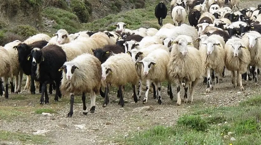 Δυσαρεστημένοι και οι αιγοπροβατοτρόφοι για ποσοστωση στο χαλλούμι
