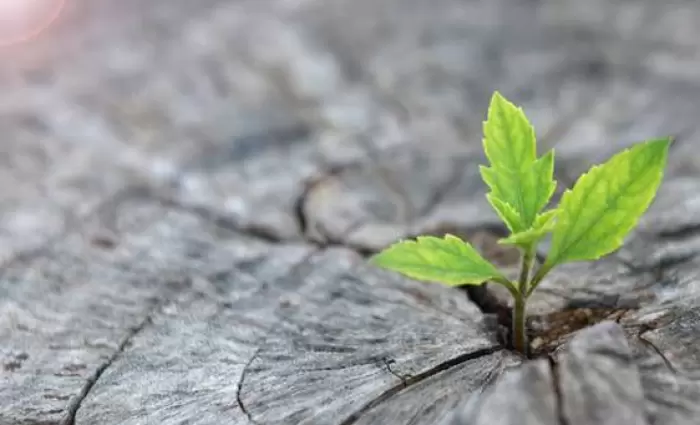 KPMG: «Ηγέτης» στις συμβουλευτικές υπηρεσίες Εξυπηρέτησης Πελατών