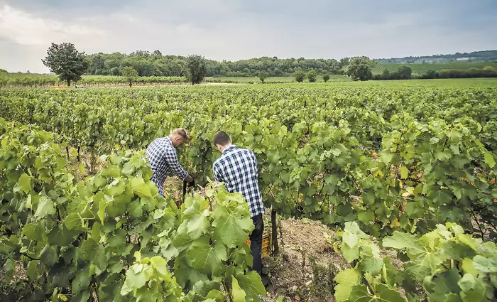 Πληρωμές πέραν του €1 εκατ. σε οινοπαραγωγούς