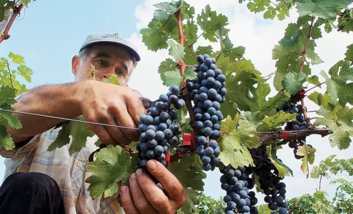 Ολοκληρώθηκαν οι πληρωμές €4.465.000 στον αμπελοοινικό τομέα