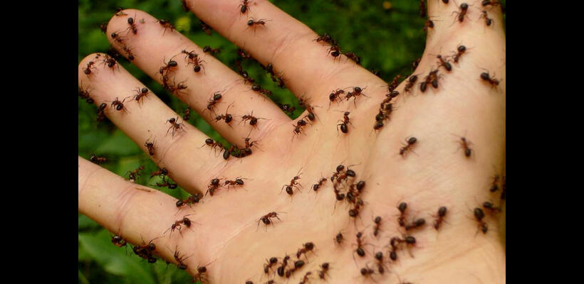 Τελικά πόσα μυρμήγκια υπάρχουν στη Γη;