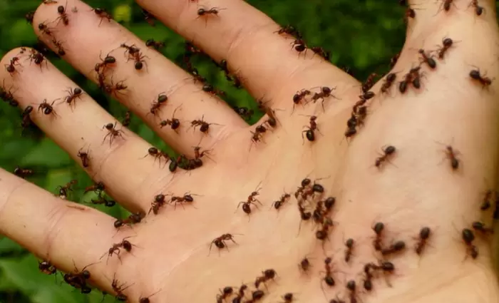 Τελικά πόσα μυρμήγκια υπάρχουν στη Γη;