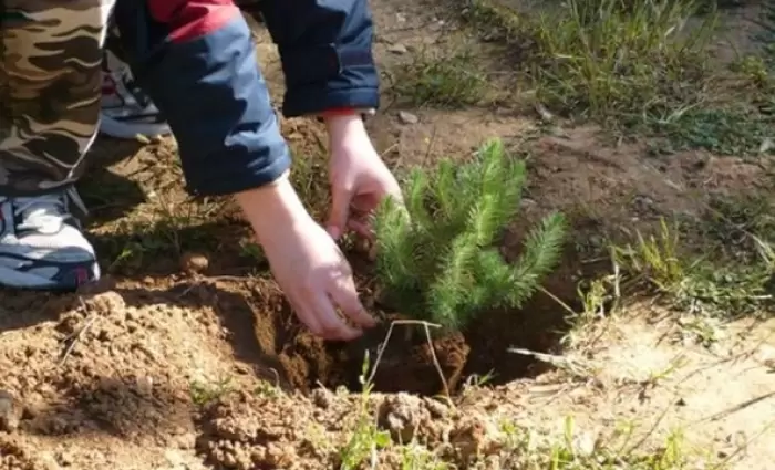 Rotary Club Nicosia: Διοργάνωση δεντροφύτευσης στις 25 Φεβρουαρίου