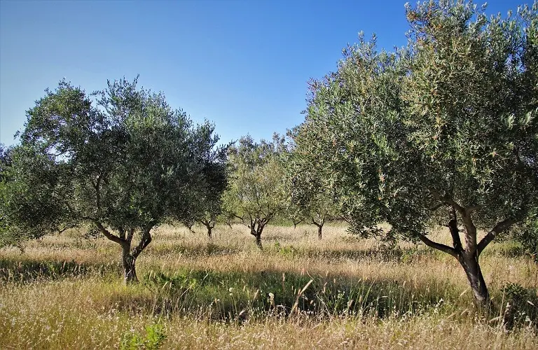 Έκλεψαν δέκα τόνους ελιάς στην Ελλάδα
