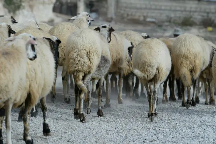 Διέξοδος σε κτηνοτρόφους για εξαγωγές στο Ισραήλ