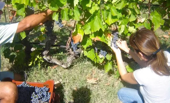 Καδής: Η Κυβέρνηση στηρίζει τον αμπελοοινικό τομέα