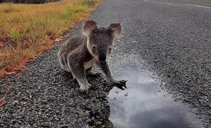 WWF: Σχεδόν το 70% της άγριας πανίδας εξαφανίστηκε από το 1970