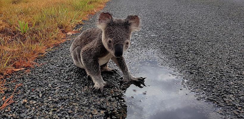 WWF: Σχεδόν το 70% της άγριας πανίδας εξαφανίστηκε από το 1970
