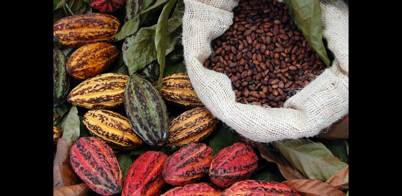 Κακάο και σοκολάτα...από χρυσάφι