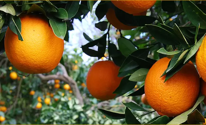 Κομισιόν: 172,5 εκατ. για προώθηση αγροτικών προϊόντων 