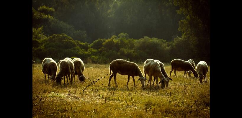 Ελλάδα: Χάνονται 4 δισ. ευρώ από ευλογιά και πανώλη