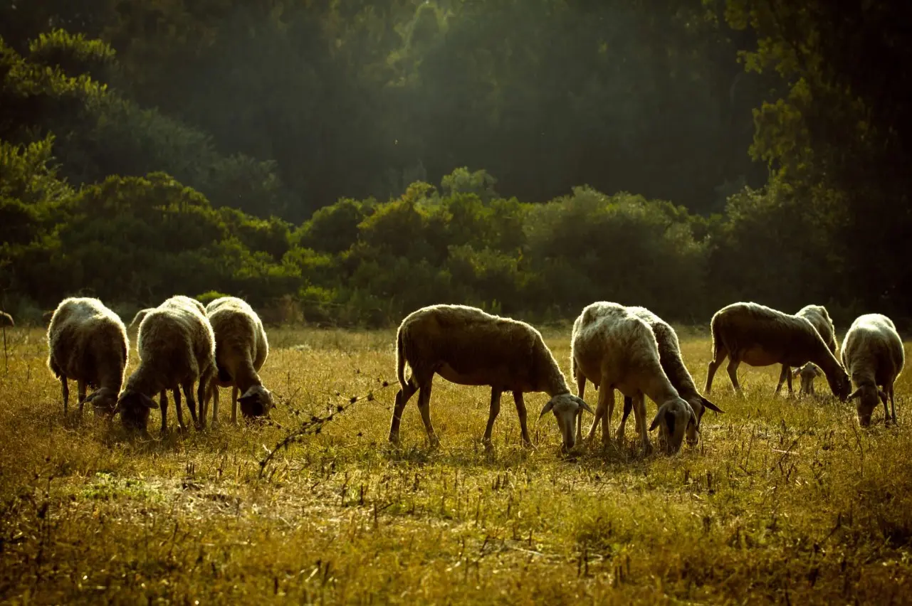 Ελλάδα: Χάνονται 4 δισ. ευρώ από ευλογιά και πανώλη