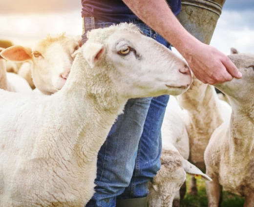 €3.88 εκατ. κατέβαλε ο ΚΟΑΠ για τη συνδεδεμένη ενίσχυση αιγοπροβάτων 2025