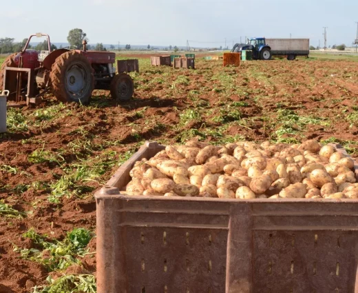 Πλήγμα για τους πατατοπαραγωγούς λόγω πολέμου και βροχοπτώσεων- Αυξάνεται το κόστος, καθυστερούν οι εξαγωγές