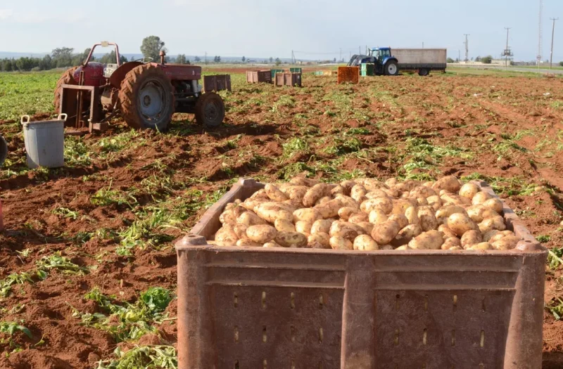 Πλήγμα για τους πατατοπαραγωγούς λόγω πολέμου και βροχοπτώσεων- Αυξάνεται το κόστος, καθυστερούν οι εξαγωγές