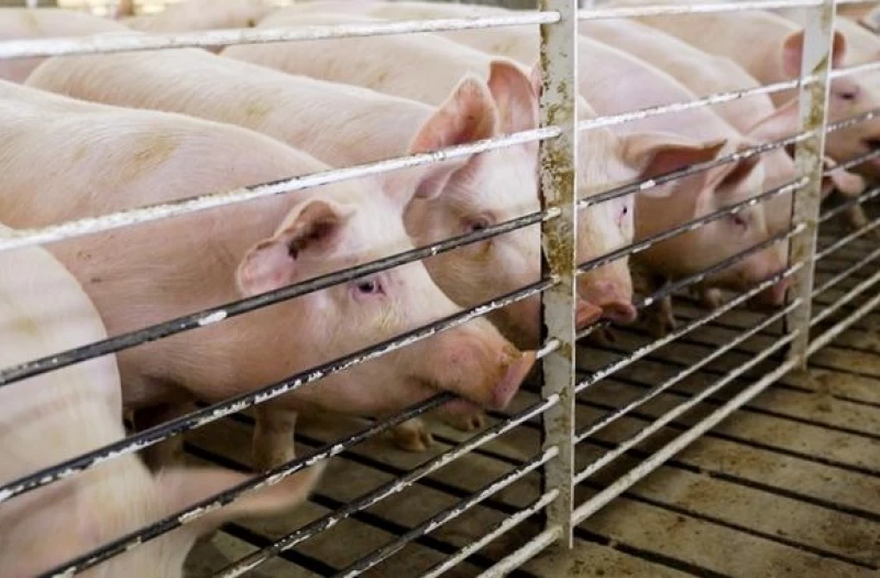 ΓΓ ΠΕΚ: «Αστραπιαία» η εξάπλωση του ιού - Δύσκολη η ανάσχεση