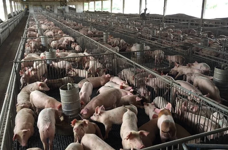 Αφθώδης πυρετός: «Μαθηματικά βέβαιος» ο τριψήφιος αριθμός μολυσμένων μονάδων