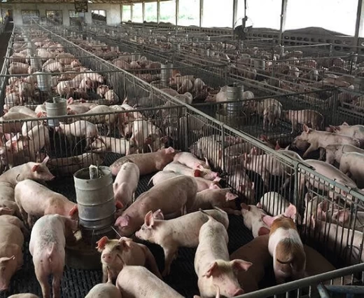 Αφθώδης πυρετός: «Μαθηματικά βέβαιος» ο τριψήφιος αριθμός μολυσμένων μονάδων