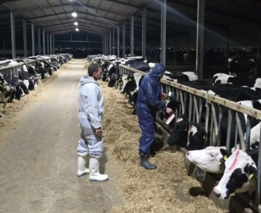 Ζητούν ξεκάθαρο πλαίσιο αποζημιώσεων και τέλος στις θανατώσεις οι κτηνοτρόφοι