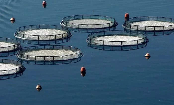 Αλιεία: Τα σοκ που προκάλεσαν τράνταγμα στην αγορά