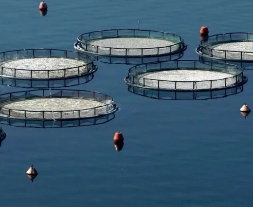 Αλιεία: Τα σοκ που προκάλεσαν τράνταγμα στην αγορά