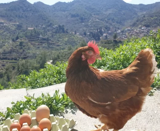 Αυξήθηκαν τα θηλυκά πουλερικά για αυγοπαραγωγή και τα αυγά το 2025 - Μεγάλη πτώση τον Φεβρουάριο 2026