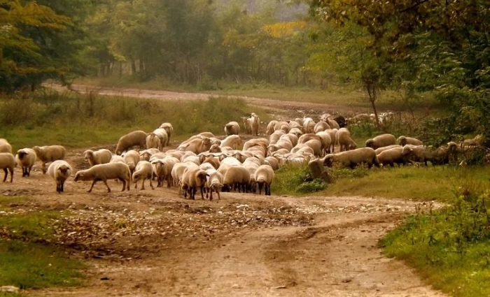 Κατασχέσεις για παράνομες μετακινήσεις ζώων - Εντατικοί έλεγχοι ενόψει Πάσχα