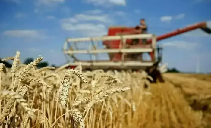 Στα ύψη το σιτάρι μετά τις επιθέσεις στη Μαύρη Θάλασσα – Απειλούνται οι εξαγωγές