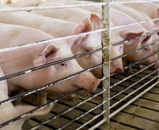 Εγκρίθηκε το σχέδιο στήριξης €1,65 εκατ. για τη χοιροτροφία